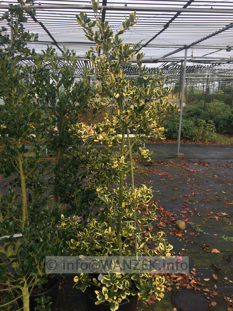 Ilex altaclarensis Golden King 02.JPG